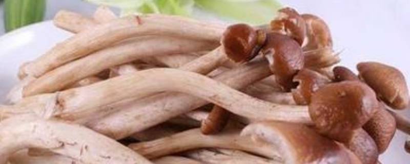 茶树菇要煮多久才能吃（茶树菇要煮多久才能吃?）