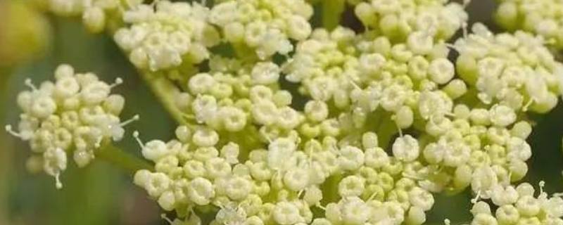 海茴香可以食用吗（海茴香可以食用吗图片）