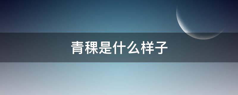青稞是什么样子 青稞是什么样子的