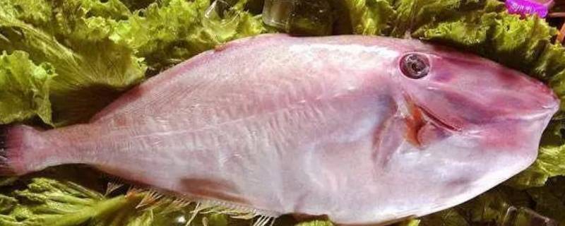 生鱼片有哪几种鱼（潮汕生鱼片有哪几种鱼）