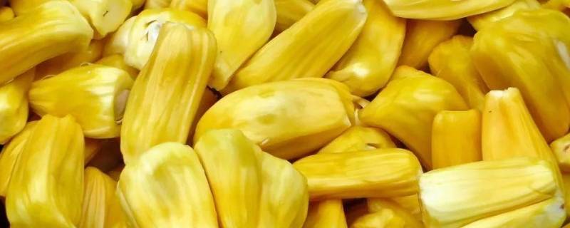 菠萝蜜熟成什么样子能吃 菠萝蜜熟到什么程度口感最好