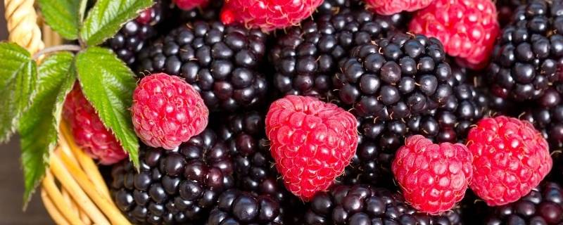 raspberry是什么水果 覆盆子和树莓的区别