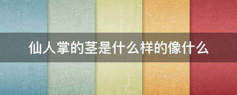 仙人掌的茎是什么样的像什么 仙人掌的茎是什么样的像什么比喻句