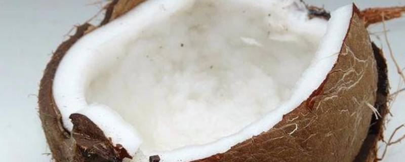 新鲜椰子肉的热量是（新鲜椰子肉的热量是多少）