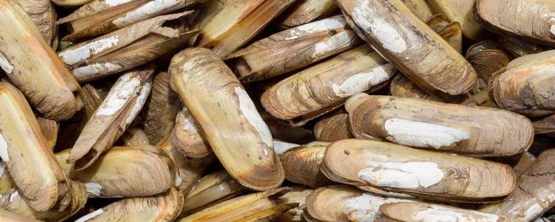 蛏子焯水焯多长时间 蛏子焯水焯多长时间能熟