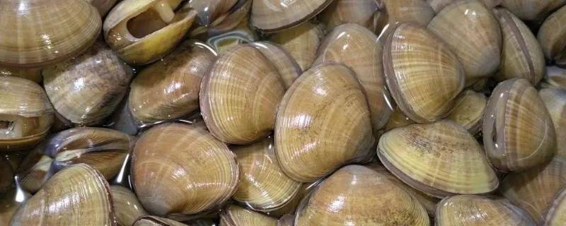 大黄蚬子煮多长时间 黄蚬子蒸多长时间最好吃