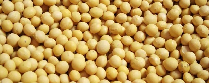 干黄豆能直接炖汤吗 干黄豆能直接炖汤吗怎么做