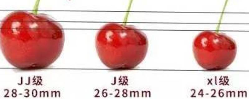 车厘子尺寸 车厘子尺寸标准图