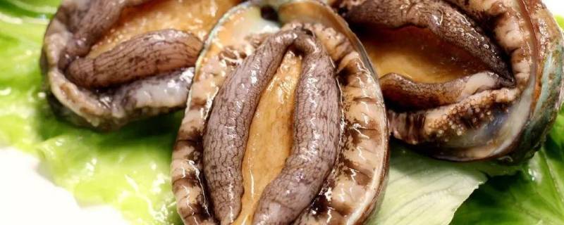 鲍鱼杀了可以冷冻吗（鲍鱼杀了可以冷冻吗）