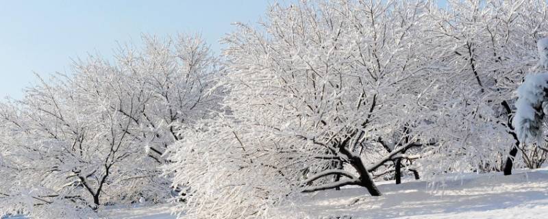 大雪节气是农历哪天（大雪节气是农历哪天开始的）
