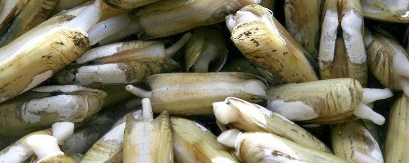 蛏子需要去除内脏吗 蛏子需要去除内脏吗?
