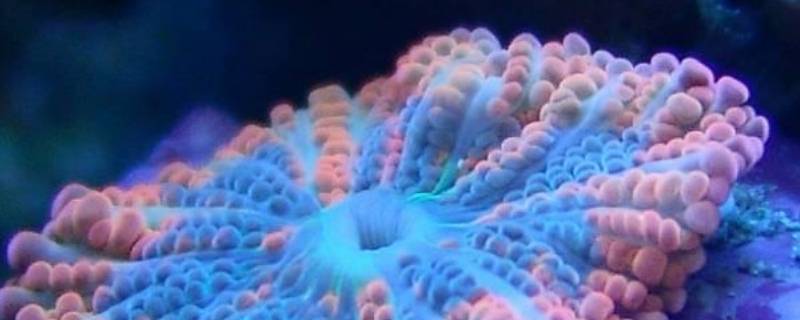 珊瑚虫是什么动物（珊瑚虫是什么动物还是植物）