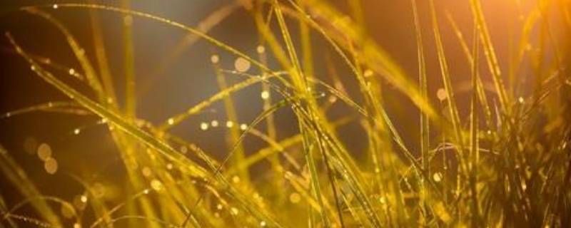 白露季节有什么特点（白露季节有什么特点和风俗）