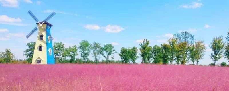 描写粉黛乱子草的句子
