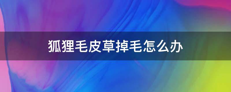 狐狸毛皮草掉毛怎么办 狐狸皮掉毛了怎么办