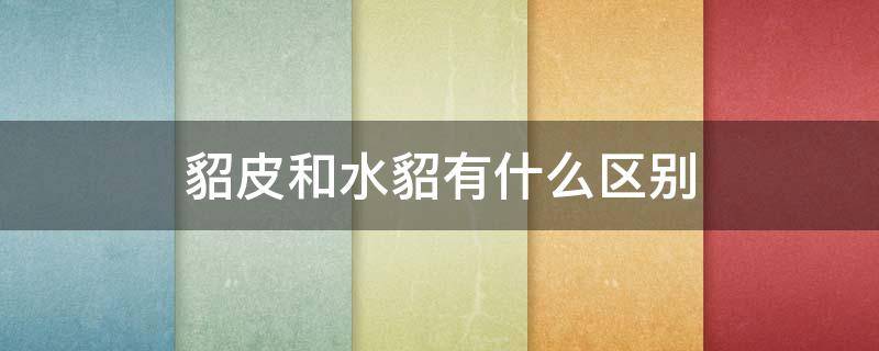 貂皮和水貂有什么区别（水貂毛皮和水貂区别）