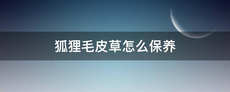 狐狸毛皮草怎么保养（如何洗狐狸毛皮草）
