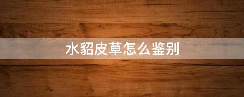 水貂皮草怎么鉴别（水貂皮草怎么鉴别公貂母貂）
