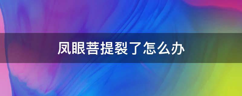 凤眼菩提裂了怎么办 凤眼菩提开裂怎么修复