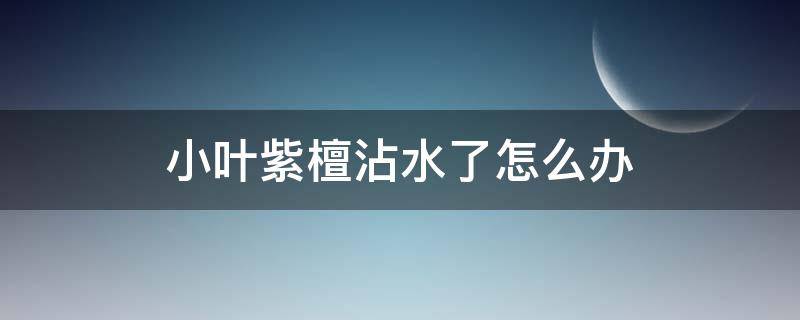 小叶紫檀沾水了怎么办 小叶紫檀不可以沾水吗