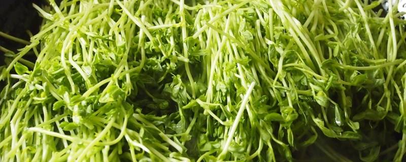 上汤豆苗是什么豆的苗 上汤豆苗是豌豆苗吗