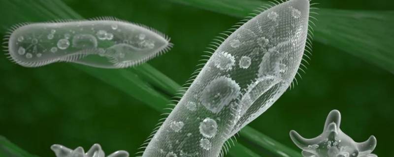原核生物是什么（原核生物是什么呼吸）