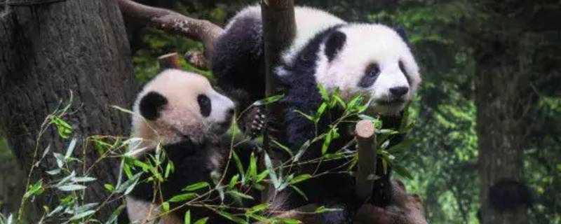 稀有动物有什么动物 稀有动物有什么动物图片