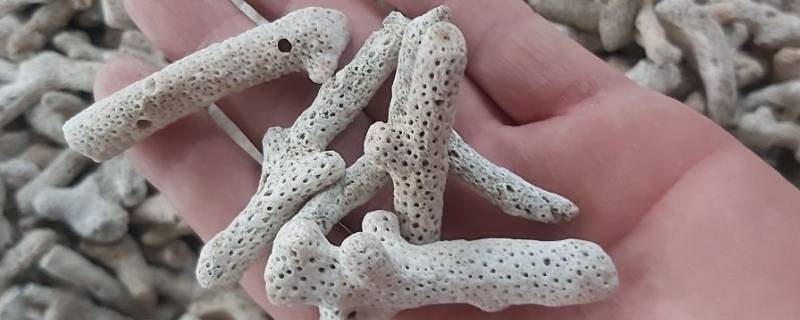 珊瑚骨是什么东西（珊瑚是骨头吗）