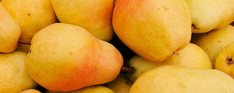 啤梨是哪个国家的（啤梨是哪里的）