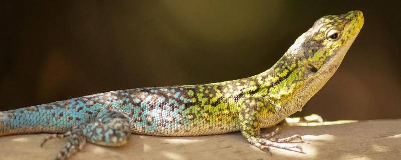 蜥蜴会游泳吗 巨蜥会游泳吗
