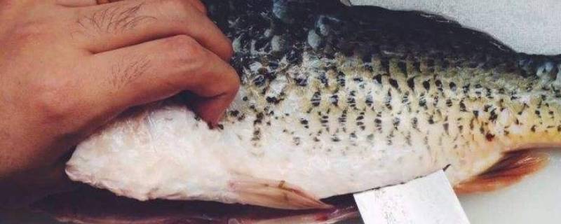 为什么鱼杀了不能清洗（鱼杀了是洗了放还是不洗）