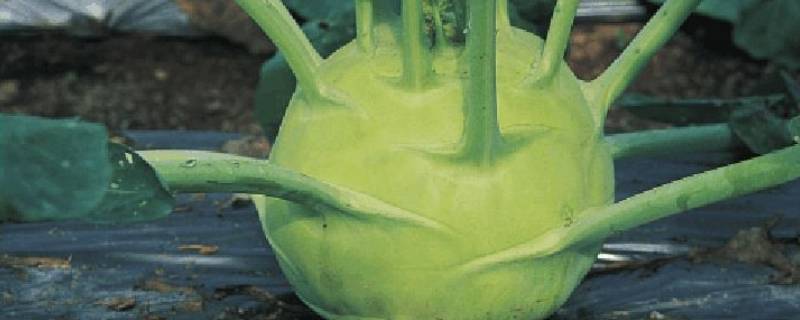 菜果是什么蔬菜 有种蔬菜叫什么果