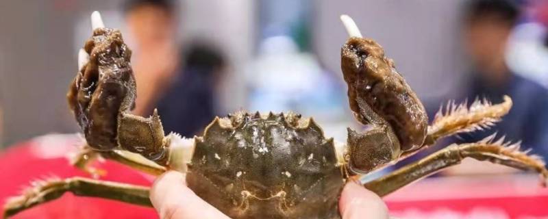 螃蟹钳子上黑色像泥的东西是什么（毛蟹公母怎么分别）