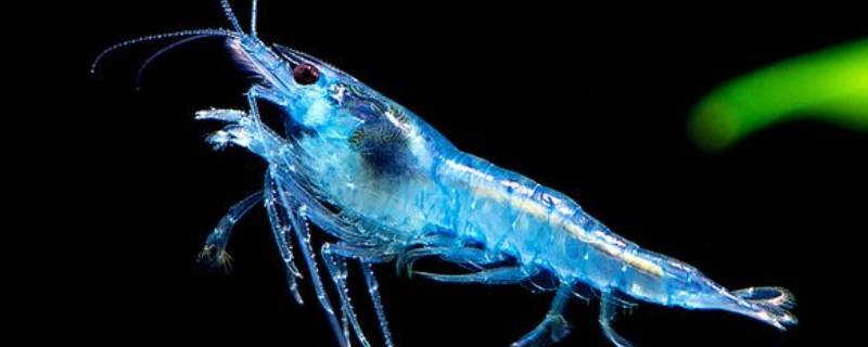 如何剥虾 如何剥虾壳