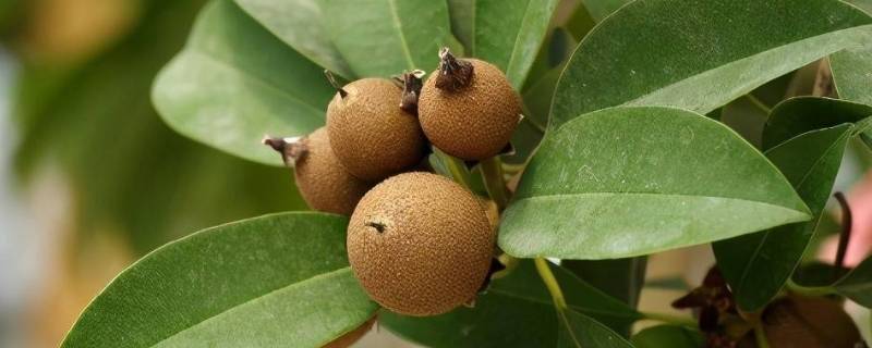 人心果为什么不建议食用（人心果可以食用吗）