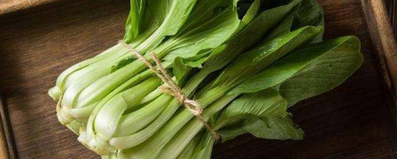 青菜发黄是什么原因 什么青菜不容易变黄