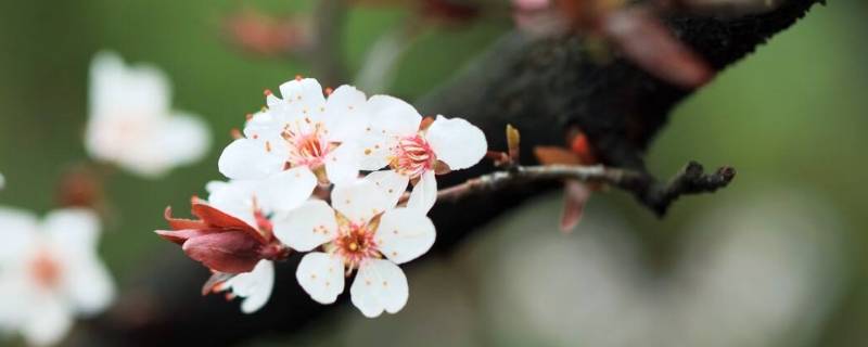 早春是几月（早春是几月到几月）