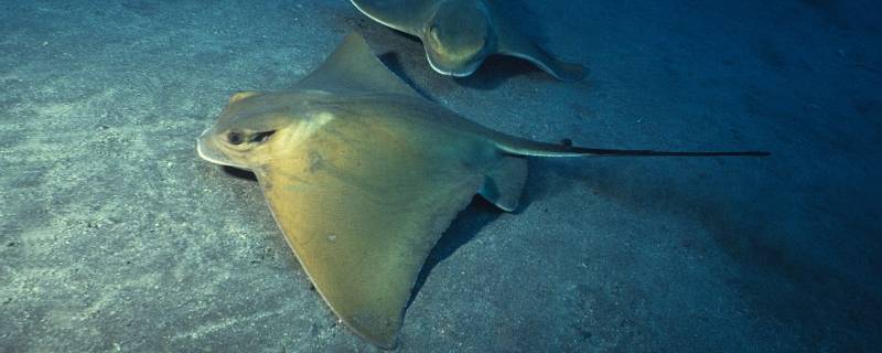 板片子鱼叫啥（片片鱼叫啥鱼）