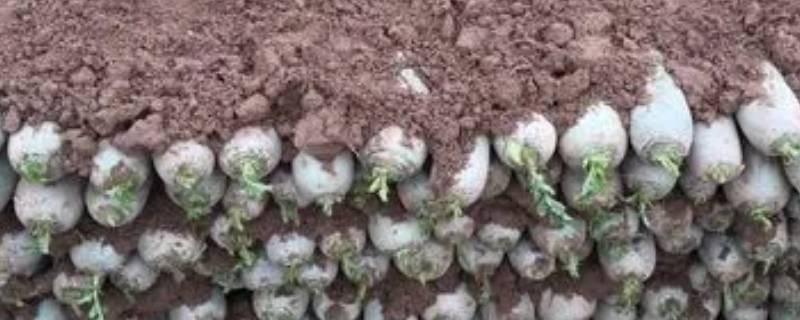 怎样保存萝卜 怎样保存萝卜新鲜