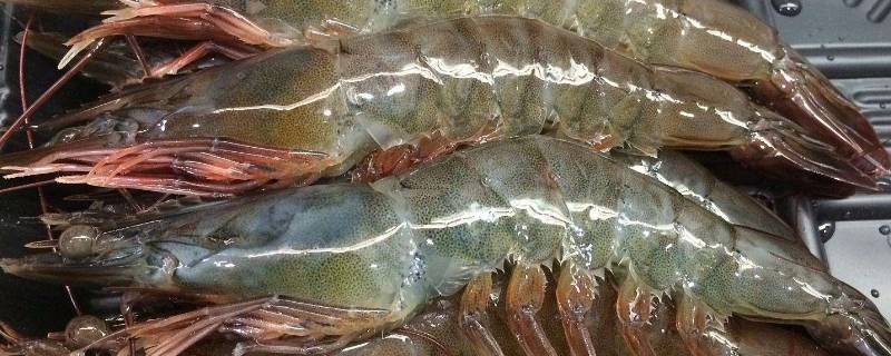 50-60的虾多大（50到60的虾有多大）