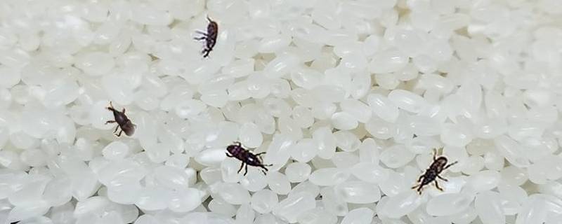 大米有小黑虫子怎么办（大米里有小黑虫子怎么办）