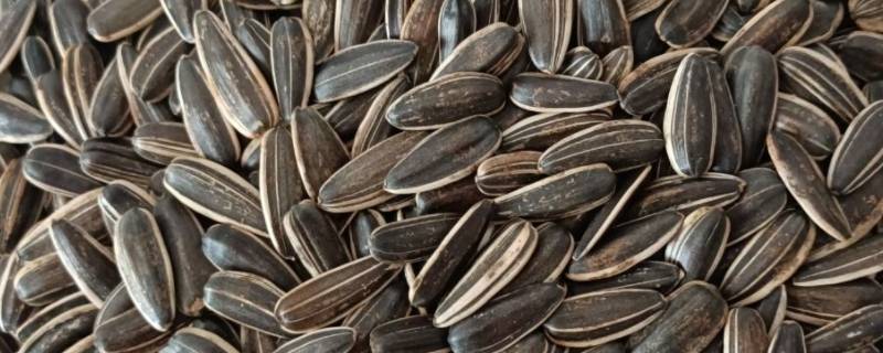 种子类食物有哪些（种子类食物有哪些好处）