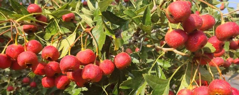 山楂怎么晒干保存（山楂如何晒成干）