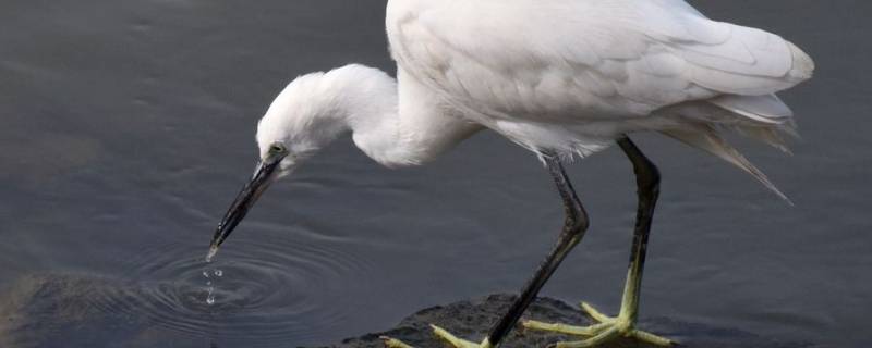 白鹭的脚有什么特点（关于白鹭的脚的介绍）