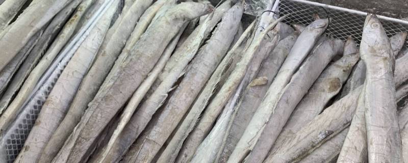 带鱼鱼头要不要 带鱼的头要不要