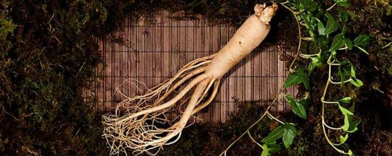 参有几种（参有几种分别是什么图片）