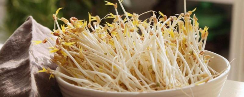 豆芽怎么生（豆芽怎么生的视频教程）