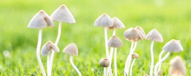 蘑菇类都有哪些品种 蘑菇的品种有多少种