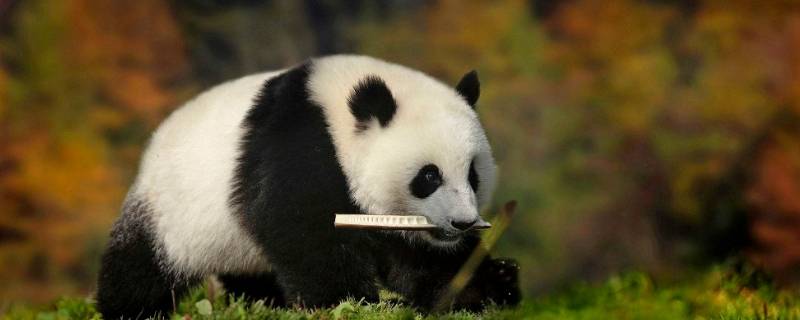 为什么只有中国有大熊猫（为什么只有中国有大熊猫其他国家没有）