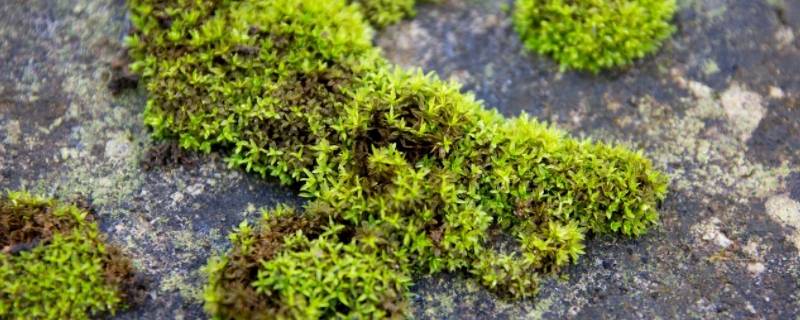 苔藓是什么东西（苔藓是啥玩意儿）